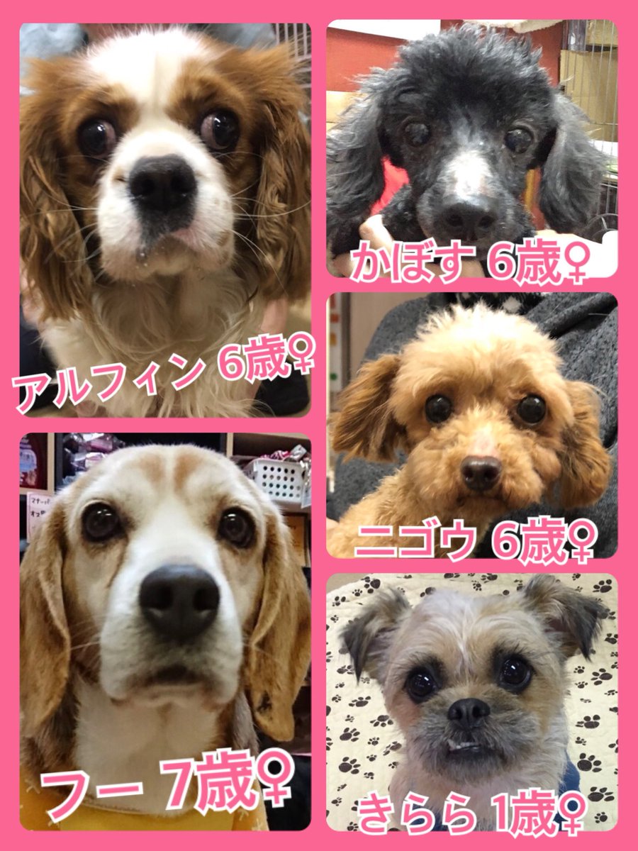 🐾今日の里親様募集中ワンコ🐶メンバーです🐾2019,3,17